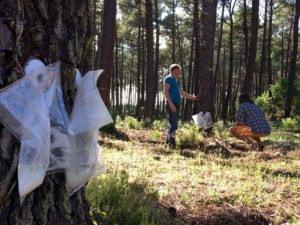 Double care et poches pour la récolte écoresponsable de résine de pin des Landes