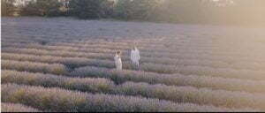 champ de lavande et apiculteurs