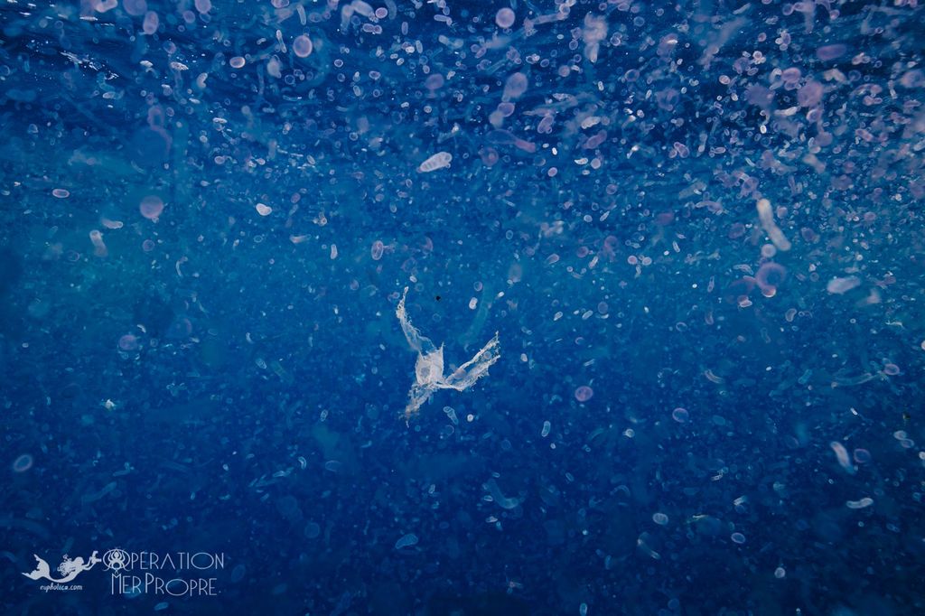 Plancton et plastique en Méditerranée
