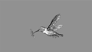 Colibri en vol.