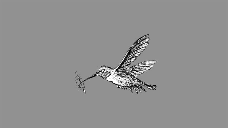 Colibri en vol.