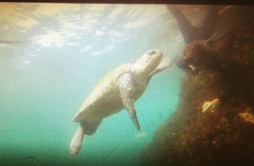 Ma deuxième passion, l'apnée, et bien sûr rencontrer la faune marine