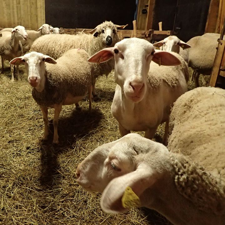 bergerie de la belloire