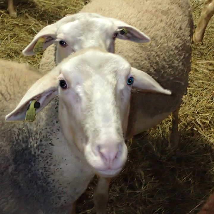 bergerie de la belloire