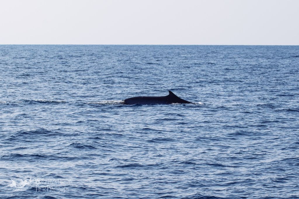 Baleine au large d'Antibes